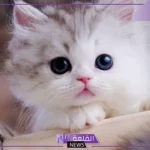 تفسير حلم القطط الكثيرة والخوف منها في المنام للرجل والمتزوجة