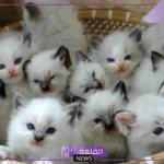 تفسير حلم القطط الصغيرة في المنام للعزباء والخوف منها لابن سيرين
