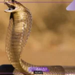تفسير حلم الكوبرا في المنام سوداء والهروب منها ولدغتها لابن سيرين
