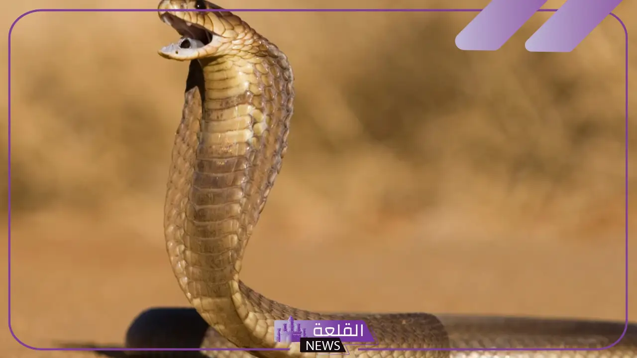 تفسير حلم الكوبرا في المنام سوداء والهروب منها ولدغتها لابن سيرين