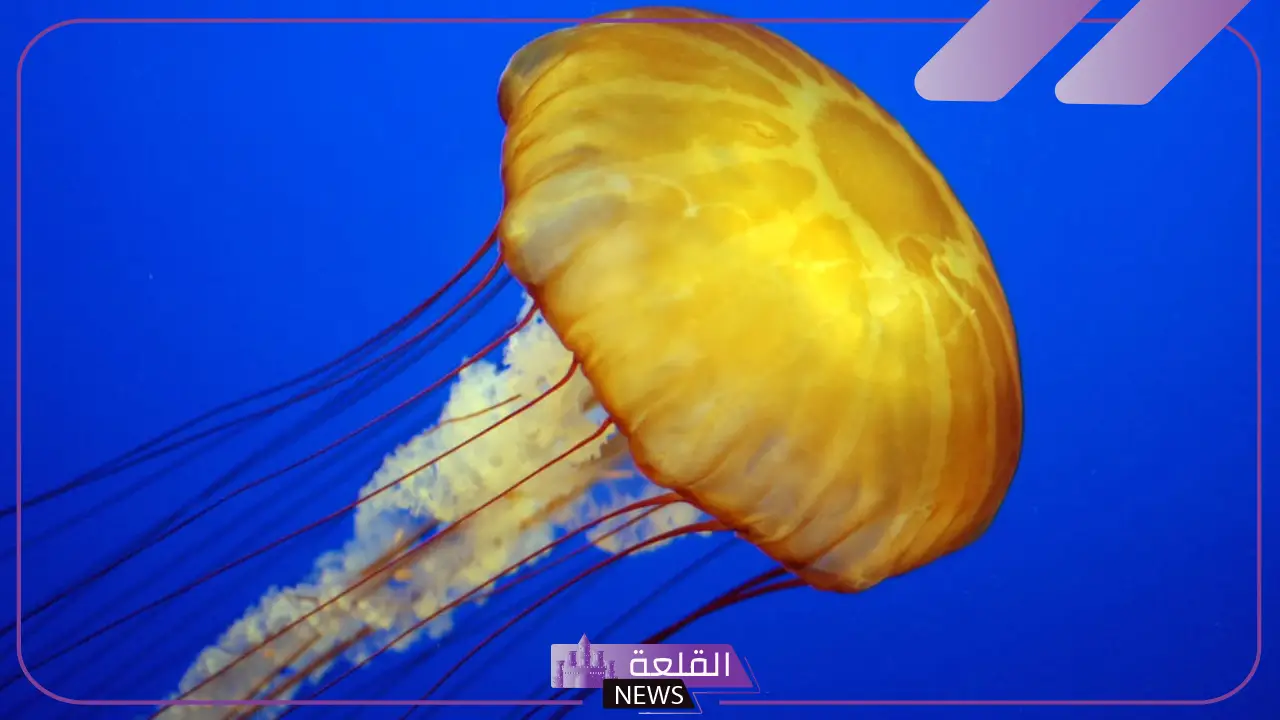 اكبر مجموعة في اللافقاريات.. عدد مجموعات اللافقاريات 5 اكبر مجموعة في اللافقاريات