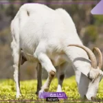 تفسير حلم الماعز في المنام للعزباء والحامل والمتزوجة والمطلقة لابن سيرين