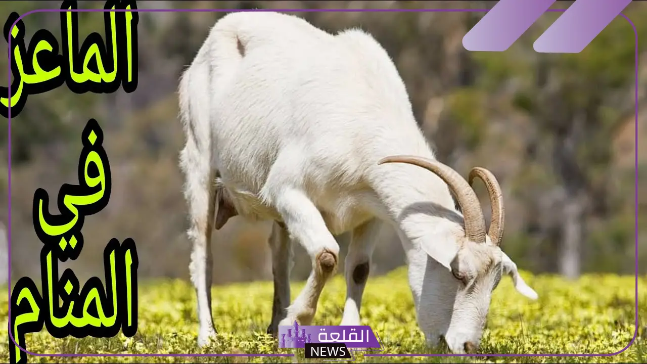 تفسير حلم الماعز في المنام للعزباء والحامل والمتزوجة والمطلقة لابن سيرين