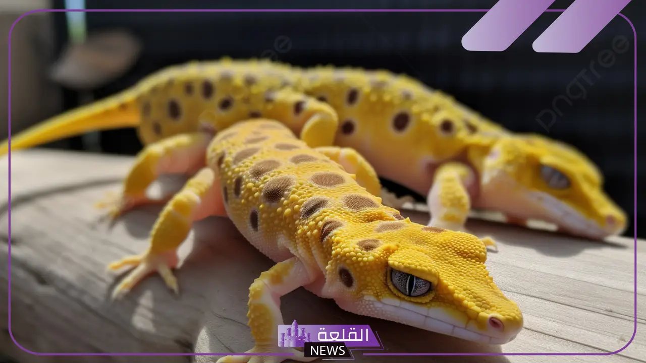 تفسير حلم الوزغ في المنام للمتزوجة والحامل والمطلقة لابن سيرين 5 تفسير حلم الوزغ في المنام للمتزوجة