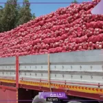 تعرف على السبب.. استئناف بخصوص دخول البصل اليمني عبر الوديعة إلى أسواق المملكة