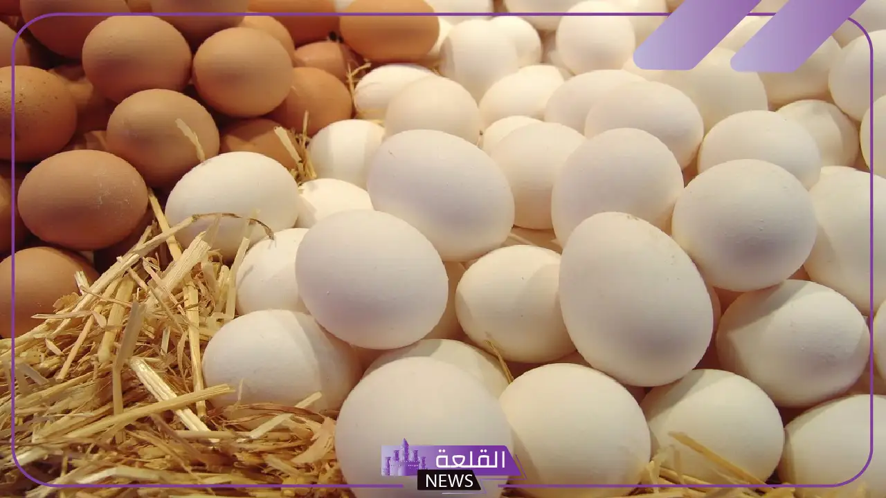 تراجع ملحوظ.. ما السبب وراء تراجع أسعار البيض في مصر؟ 5 البيض أرخص من أي وقت مضى