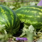 هل البطيخ فاكهة ام خضار؟ أنواع البطيخ وفوائده