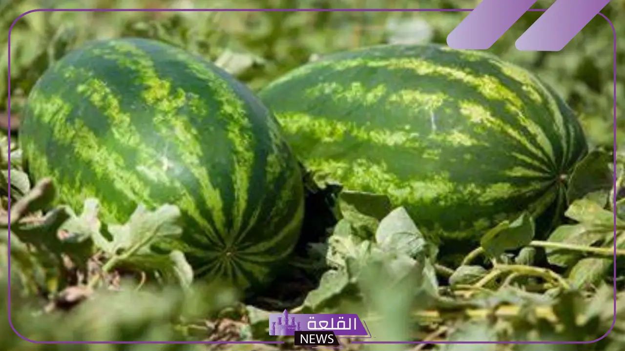 هل البطيخ فاكهة ام خضار؟ أنواع البطيخ وفوائده