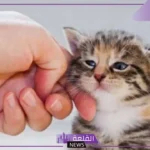 السليمان: تربية الحيوانات تتسبب بنقل الفيروسات للإنسان