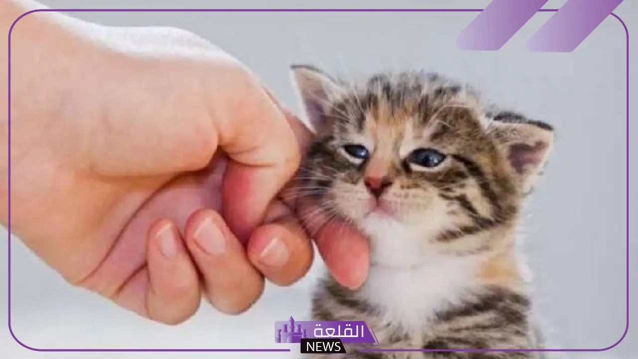 السليمان: تربية الحيوانات تتسبب بنقل الفيروسات للإنسان