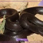 تفسير حلم الثعبان الاسود في المنام يهاجمني والهروب منه ورمزه لابن سيرين
