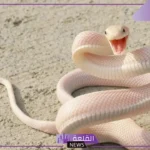 تفسير الحلم بالحية البيضاء في المنام لكبار العلماء للحامل والمتزوجة