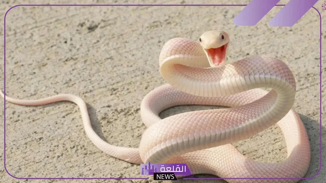 تفسير الحلم بالحية البيضاء في المنام لكبار العلماء للحامل والمتزوجة