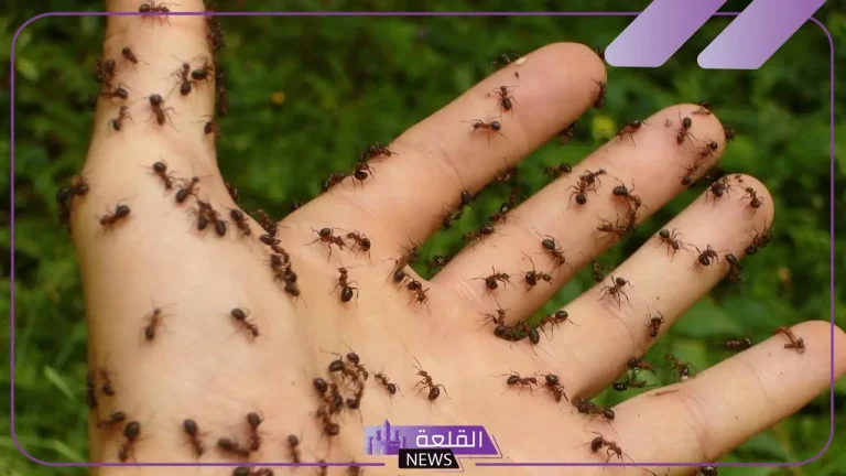 تفسير النمل في البيت للمرأة والرجل في المنام لابن سيرين 5 تفسير النمل في البيت لابن سيرين
