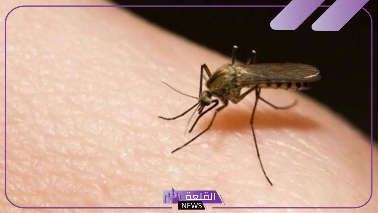 تفسير حلم البعوض في المنام للعزباء والمتزوجة لابن سيرين والنابلسي تفسير حلم البعوض في المنام للعزباء والمتزوجة لابن سيرين والنابلسي