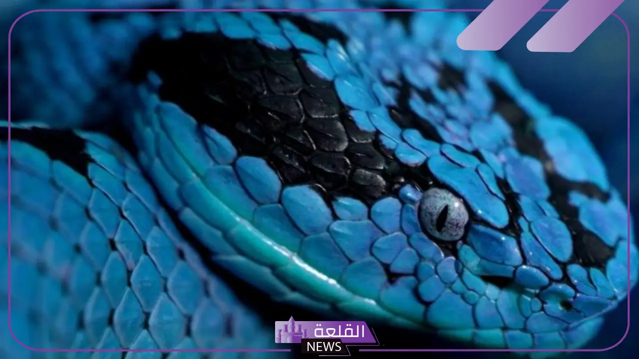 تفسير حلم الثعبان الازرق في المنام للرجل والمرأة لابن سيرين 5 تفسير حلم الثعبان الأزرق وقتلة