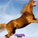 تفسير حلم الحصان البني للعزباء والأرملة والمتزوجة للإمام الصادق