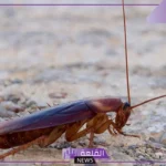 تفسير حلم الصرصور في المنام للمتزوجة والعزباء لابن سيرين والنابلسي