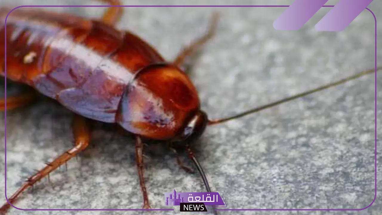 تفسير حلم الصرصور في المنام للمتزوجة والحامل لابن سيرين 5 معنى الصراصير في المنام من الناحية النفسية