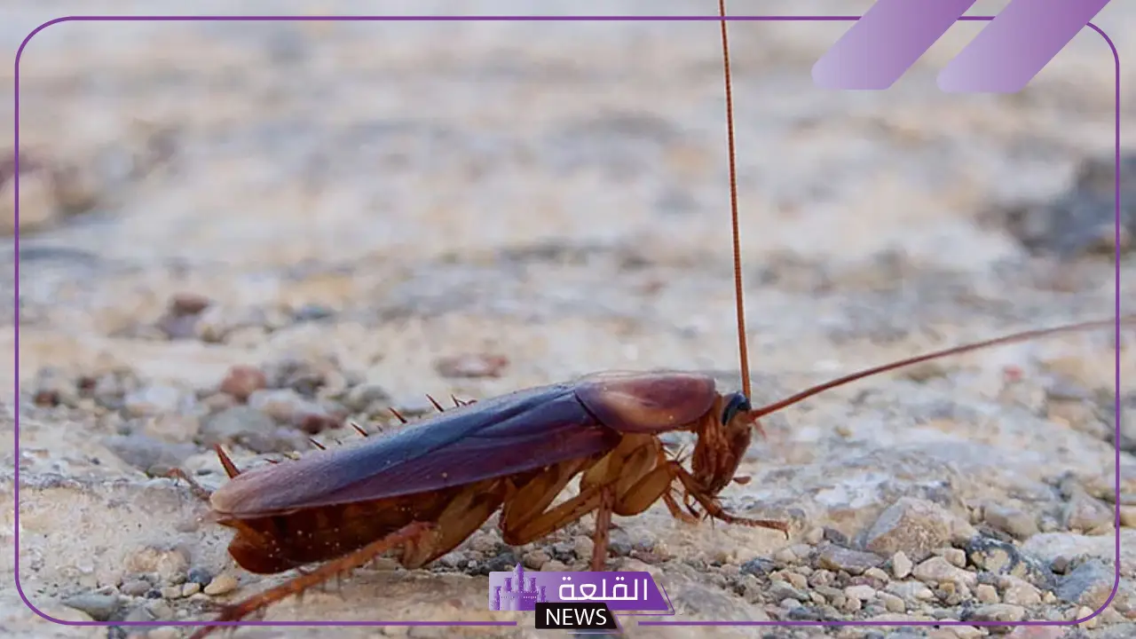 تفسير حلم الصرصور في المنام للمتزوجة لابن سيرين 