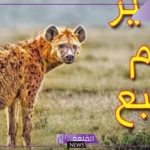 تفسير حلم الضبع في المنام للمتزوجة والرجل لابن سيرين