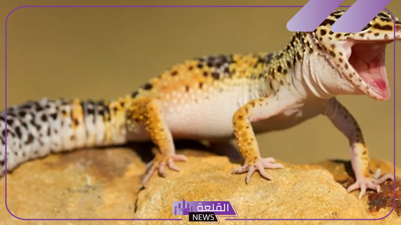 تفسير حلم الوزغ في البيت للرجل والمرأة في المنام لابن سيرين 5 تفسير حلم الوزغ للنابلسي