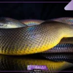 تفسير حلم ثعبان لا يؤذي في المنام للعزباء والمتزوجة لابن سيرين