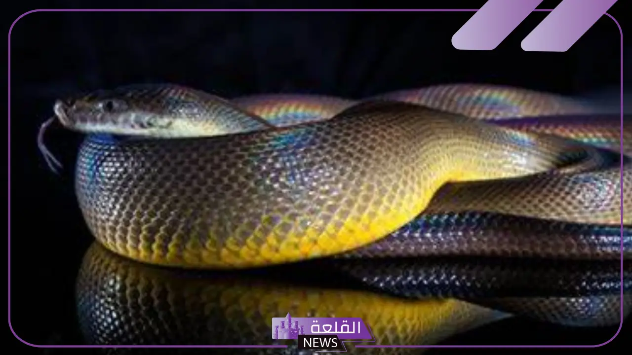 تفسير حلم ثعبان لا يؤذي في المنام للعزباء والمتزوجة لابن سيرين