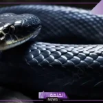 تفسير حلم ثعبان لا يؤذي للمتزوجه والحامل والعزباء في المنام لابن سيرين