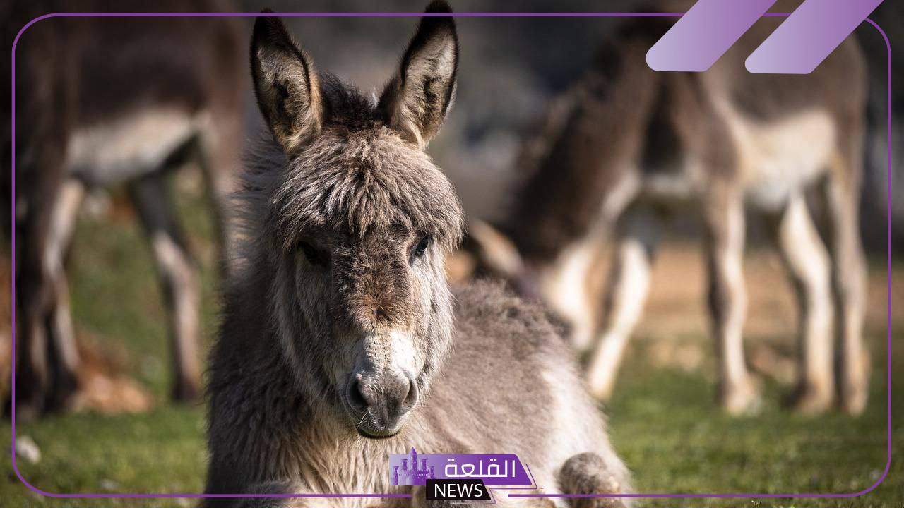 تفسير حلم رؤية الحمار في المنام لابن شاهين وابن سيرين 5 تفسير حلم رؤية الحمار في المنام عند النابلسي