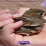 تفسير حلم صيد الطيور باليد في المنام للرجل والمرأة لابن سيرين