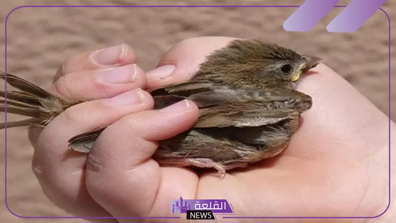 تفسير حلم صيد الطيور باليد في المنام للرجل والمرأة لابن سيرين