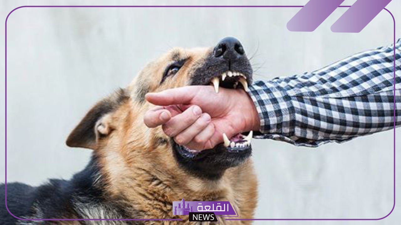 تفسير حلم عضة الكلب في المنام والشعور بالألم لابن سيرين