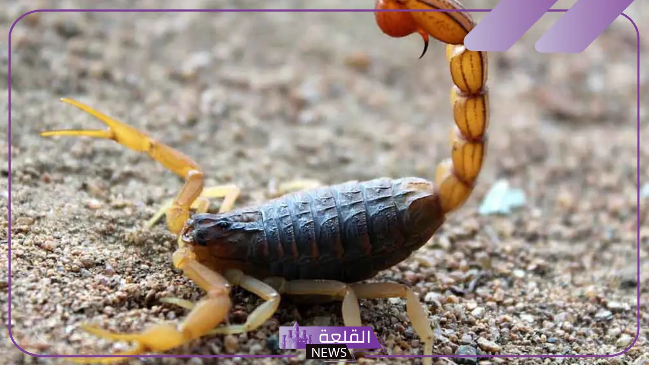 تفسير حلم العقرب في المنام ابن سيرين والنابلسي وابن شاهين 5 رؤية العقرب في المنام للعزباء