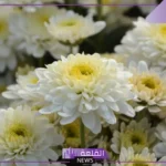 تفسير رؤية الأقحوان الأبيض في المنام للمتزوجة والعزباء