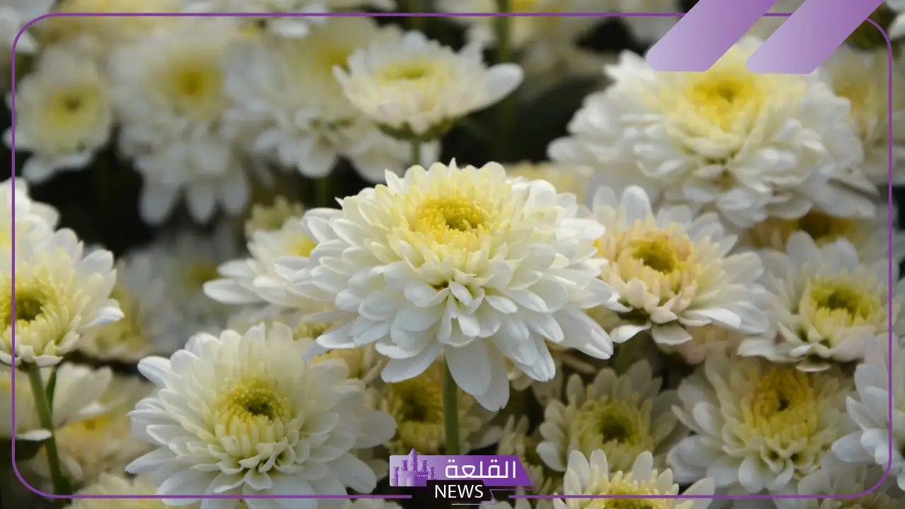 تفسير رؤية الأقحوان الأبيض في المنام للمتزوجة والعزباء