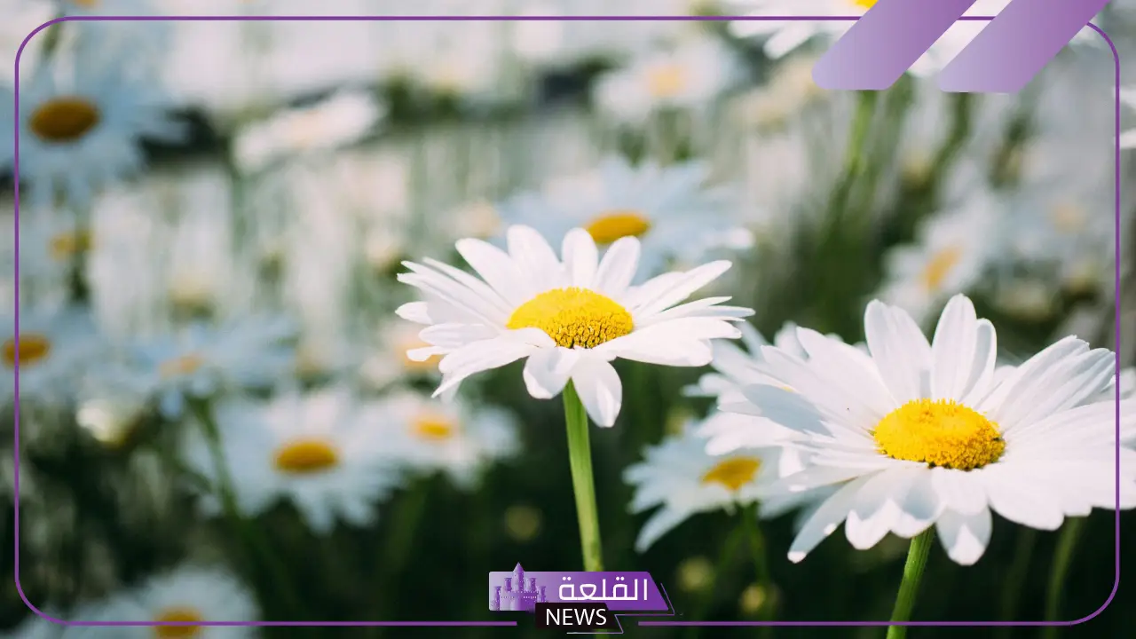 تفسير رؤية الأقحوان الأبيض في المنام للمتزوجة والعزباء 5 رؤية الأقحوان الأبيض في المنام