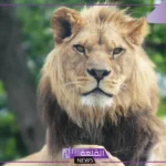 تفسير رؤية الاسد في المنام للعزباء والمتزوجة والحامل لابن سيرين