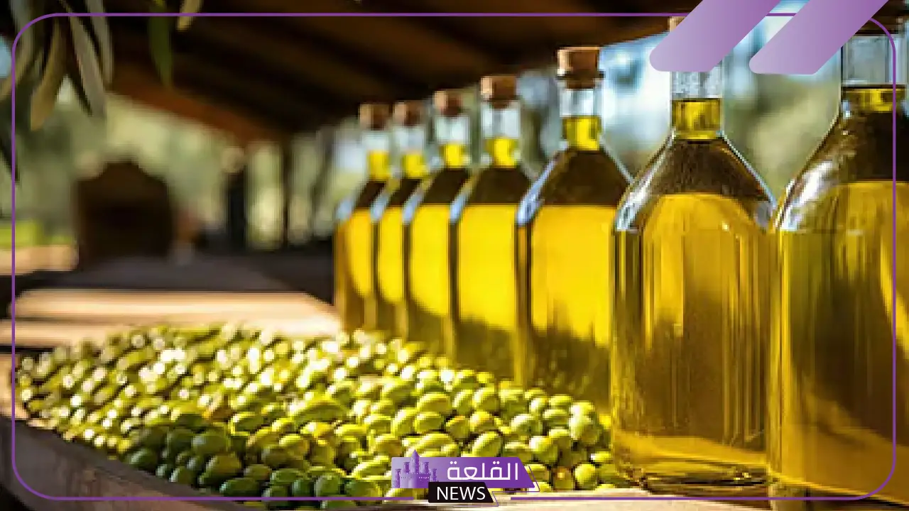 تفوق على الجميع.. الزيتون التونسي يتوج بالمرتبة الأولى على مستوى العالم أمام اليونان وإسبانيا