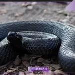 تفسير حلم ثعبان اسود في المنام للرجل والمراة لكبار العلماء