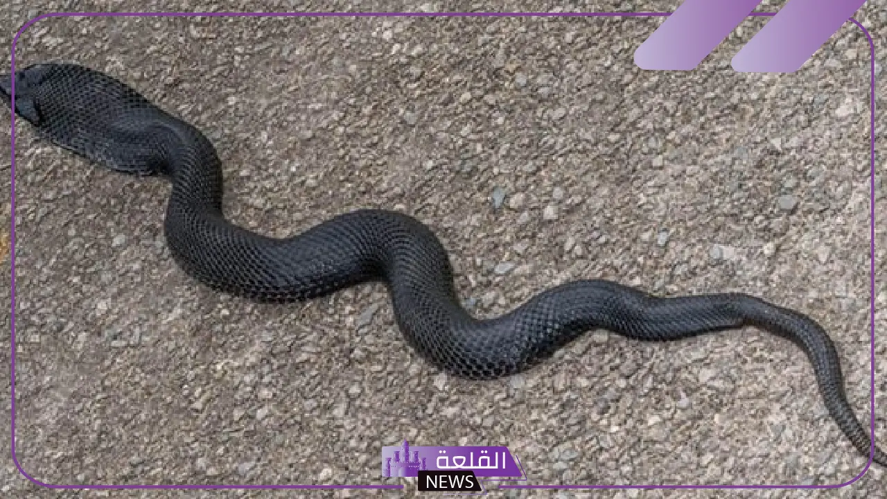 تفسير حلم ثعبان اسود في المنام للرجل والمراة لكبار العلماء 5 تفسير قتل الثعبان الأسود في الحلم