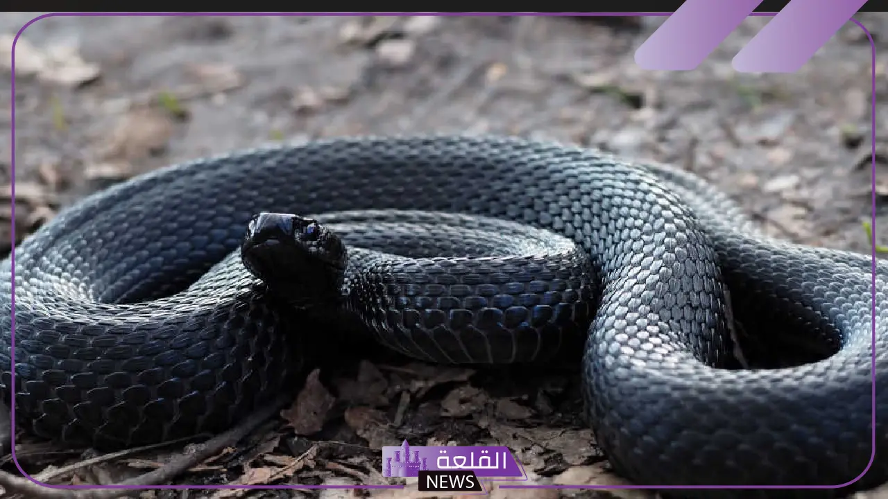 تفسير حلم ثعبان اسود في المنام للرجل والمراة لكبار العلماء
