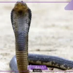 تفسير حلم رؤية الثعبان في المنام للرجل والمرأة لابن سيرين يهاجمني