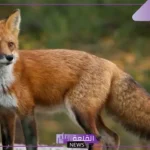 تفسير حلم طرد الثعلب في المنام للمتزوجة والعزباء لابن سيرين