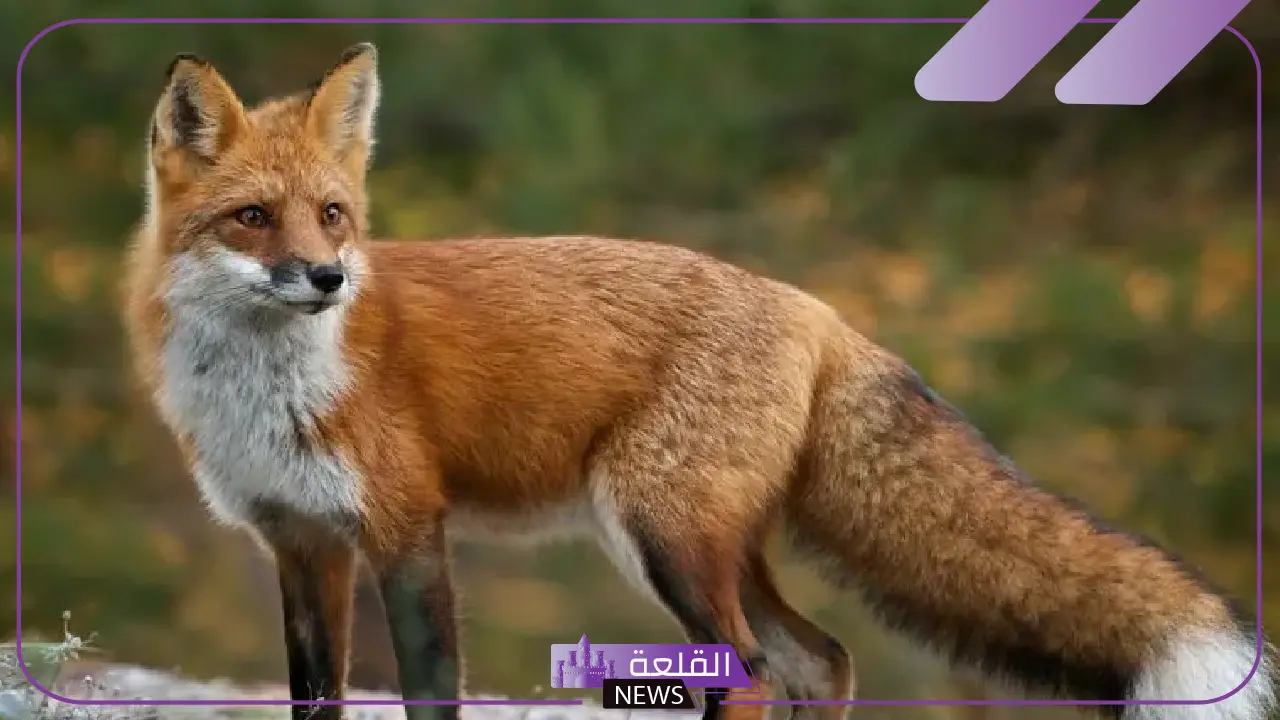 تفسير حلم طرد الثعلب في المنام للمتزوجة والعزباء لابن سيرين