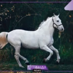 تفسير حلم حصان ابيض في المنام للرجل والمرأة لابن سيرين