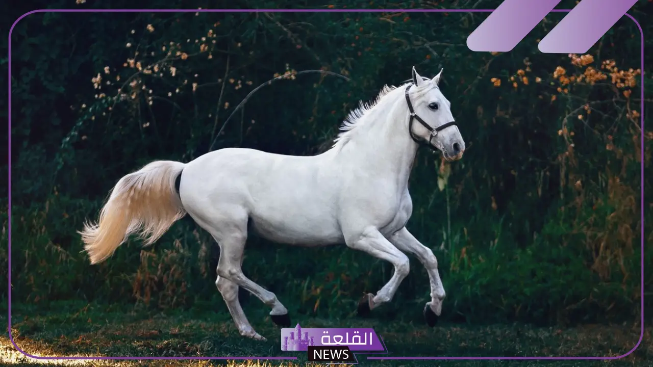 تفسير حلم حصان ابيض في المنام للرجل والمرأة لابن سيرين