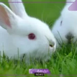 تفسير حلم الارانب في المنام للرجل والمرأة العزباء والمتزوجة لابن سيرين