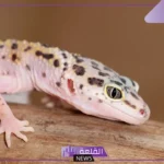 تفسير رؤية حلم البريعصي في المنام للمتزوجة والرجل لابن سيرين
