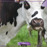 تفسير حلم البقرة في المنام للمتزوجة والعزباء لابن سيرين وابن شاهين